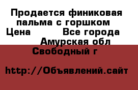 Продается финиковая пальма с горшком › Цена ­ 600 - Все города  »    . Амурская обл.,Свободный г.